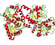 Belarusian-Russian transgenic programs for mass lactoferrin production